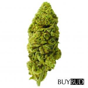 acapulco gold cannabis