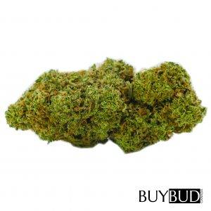 blood orange cannabis