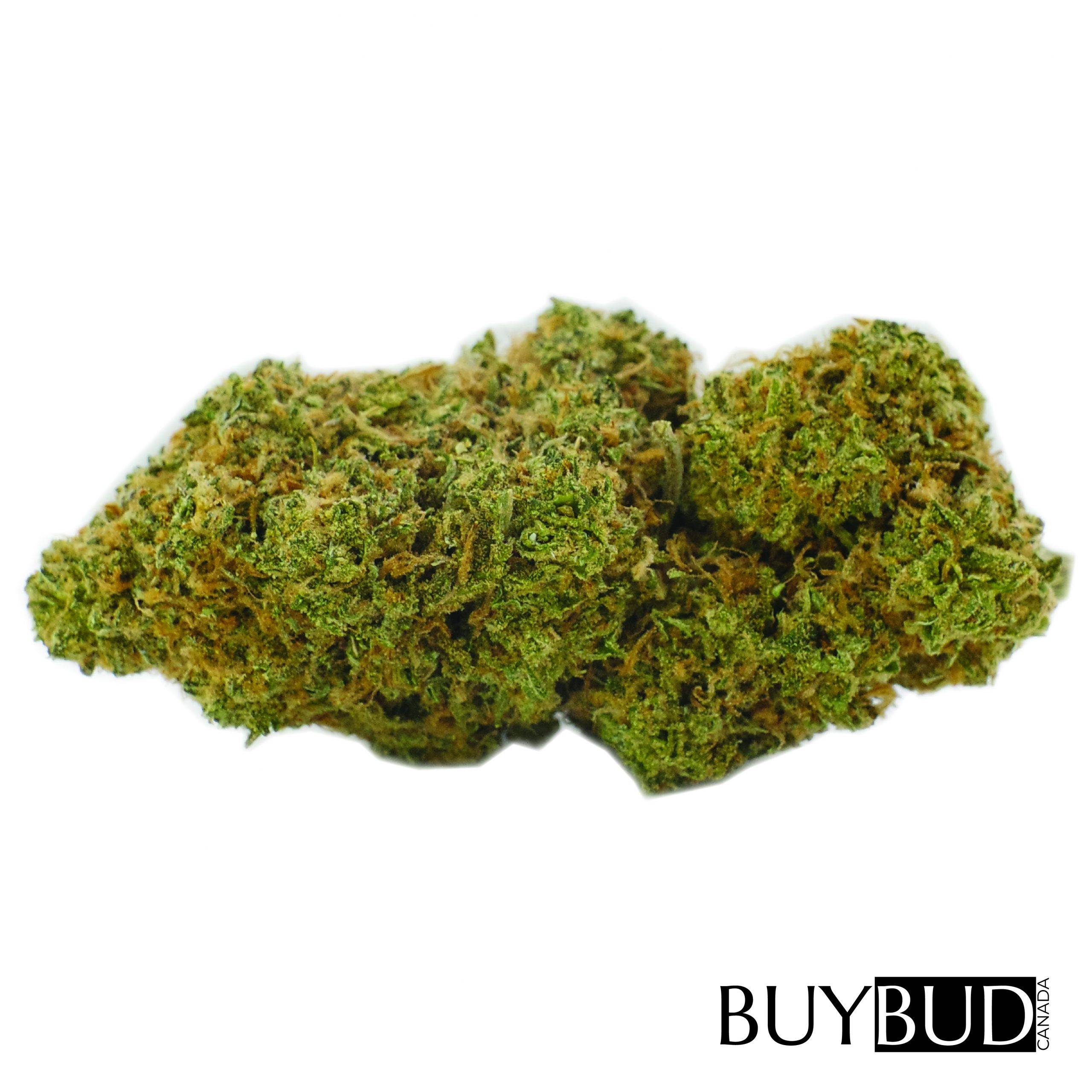 blood orange cannabis