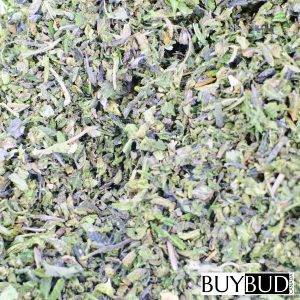 critical glue shake