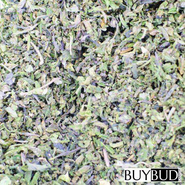 critical glue shake