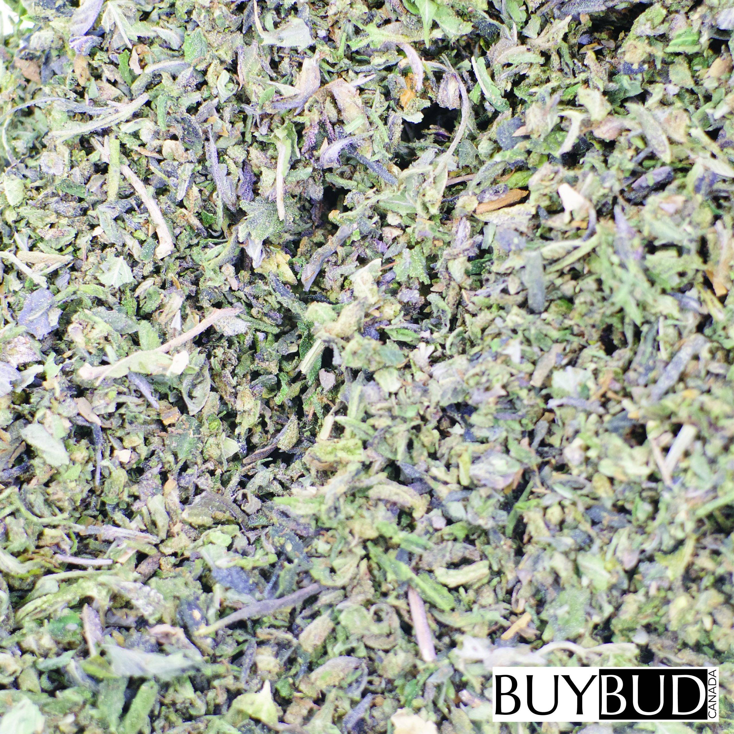 critical glue shake