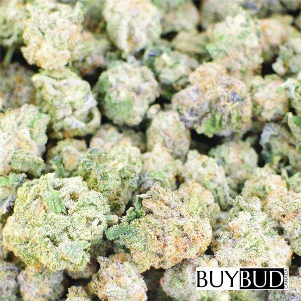 Jack Haze cannabis