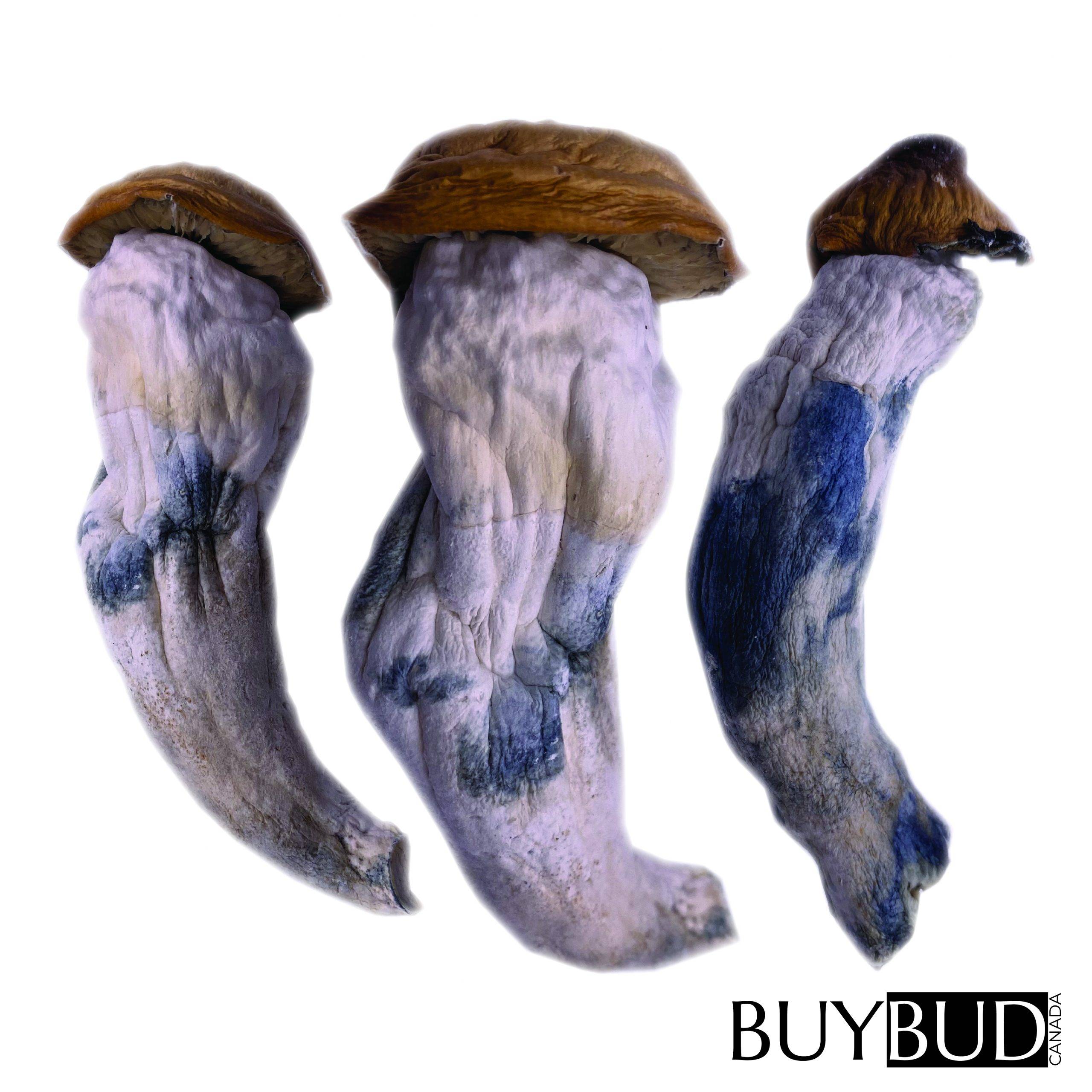 King Kong Magic Mushrooms