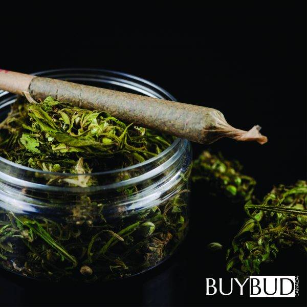 Toke 10 Premium Pre-Rolls Death Bubba - Image 4