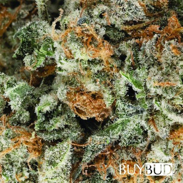 Strawberry Cough - Image 2