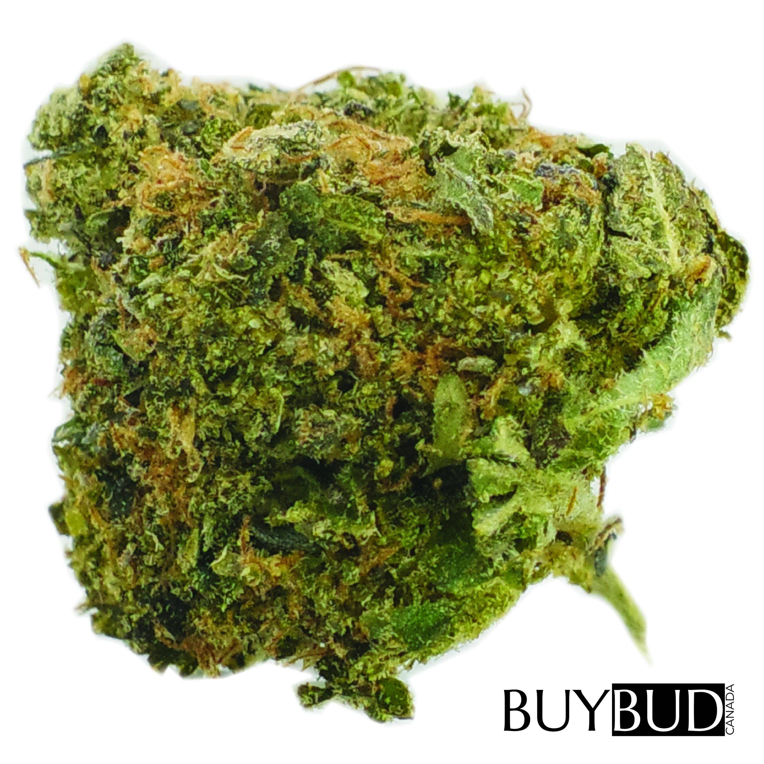sugar black rose cannabis