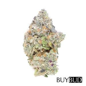 Violator Kush Cannabis