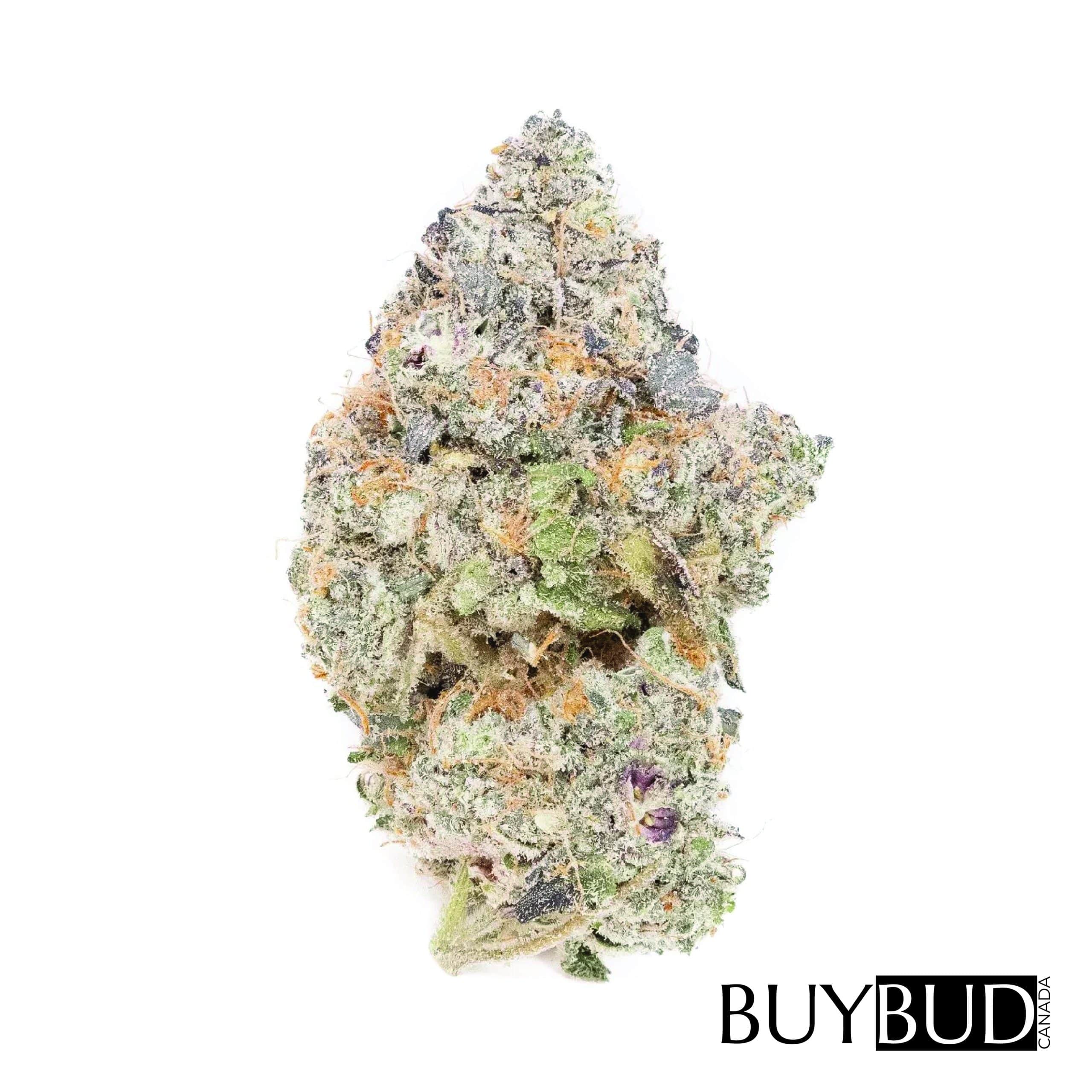 Violator Kush Cannabis