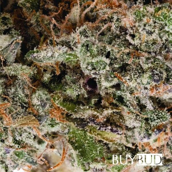 Violator Kush - Image 2