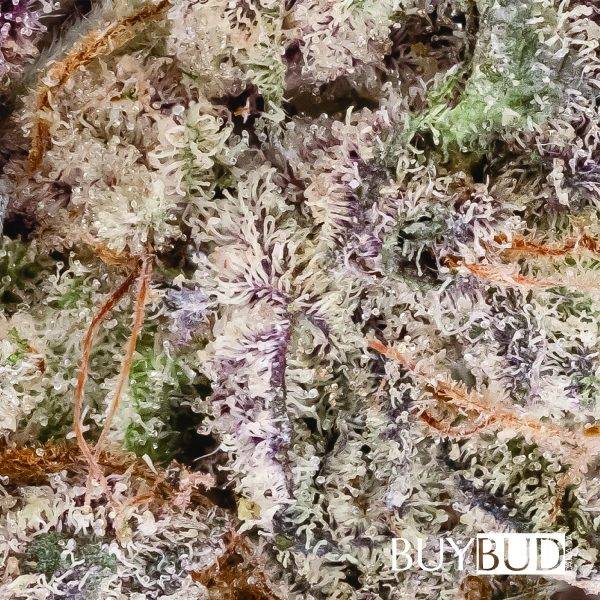 Zkittlez - Image 2