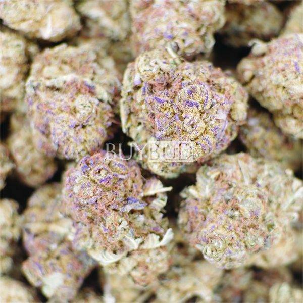 sour diesel cannabis