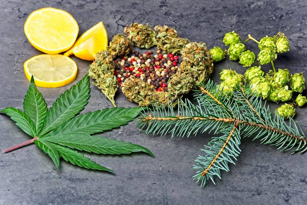Guide to Terpene