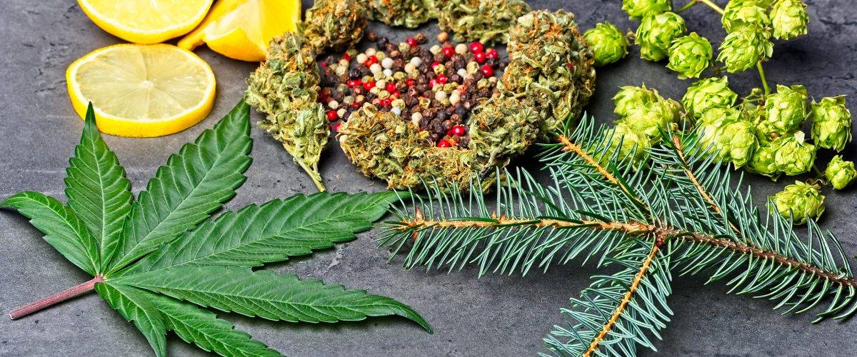 Guide to Terpene