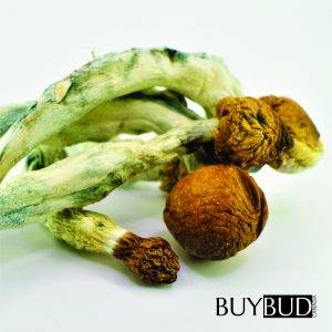 golden teacher magic mushrooms