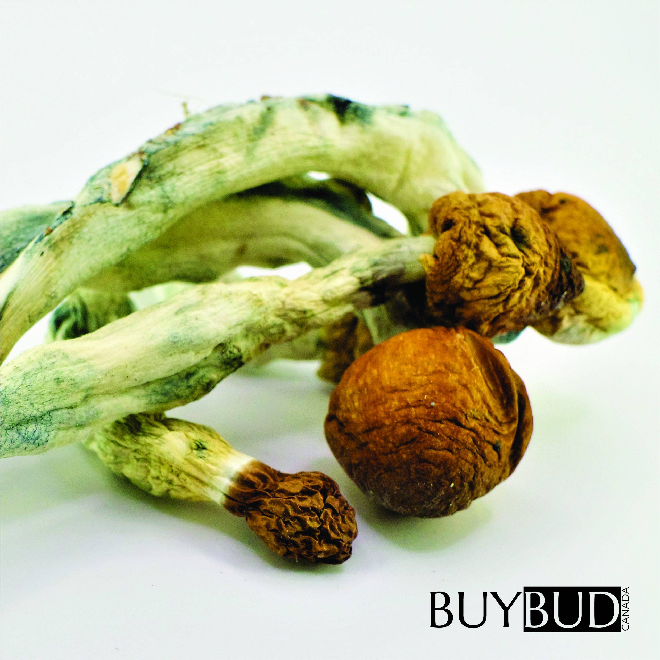 golden teacher magic mushrooms
