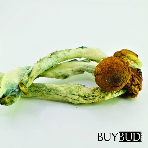 golden teacher magic mushrooms