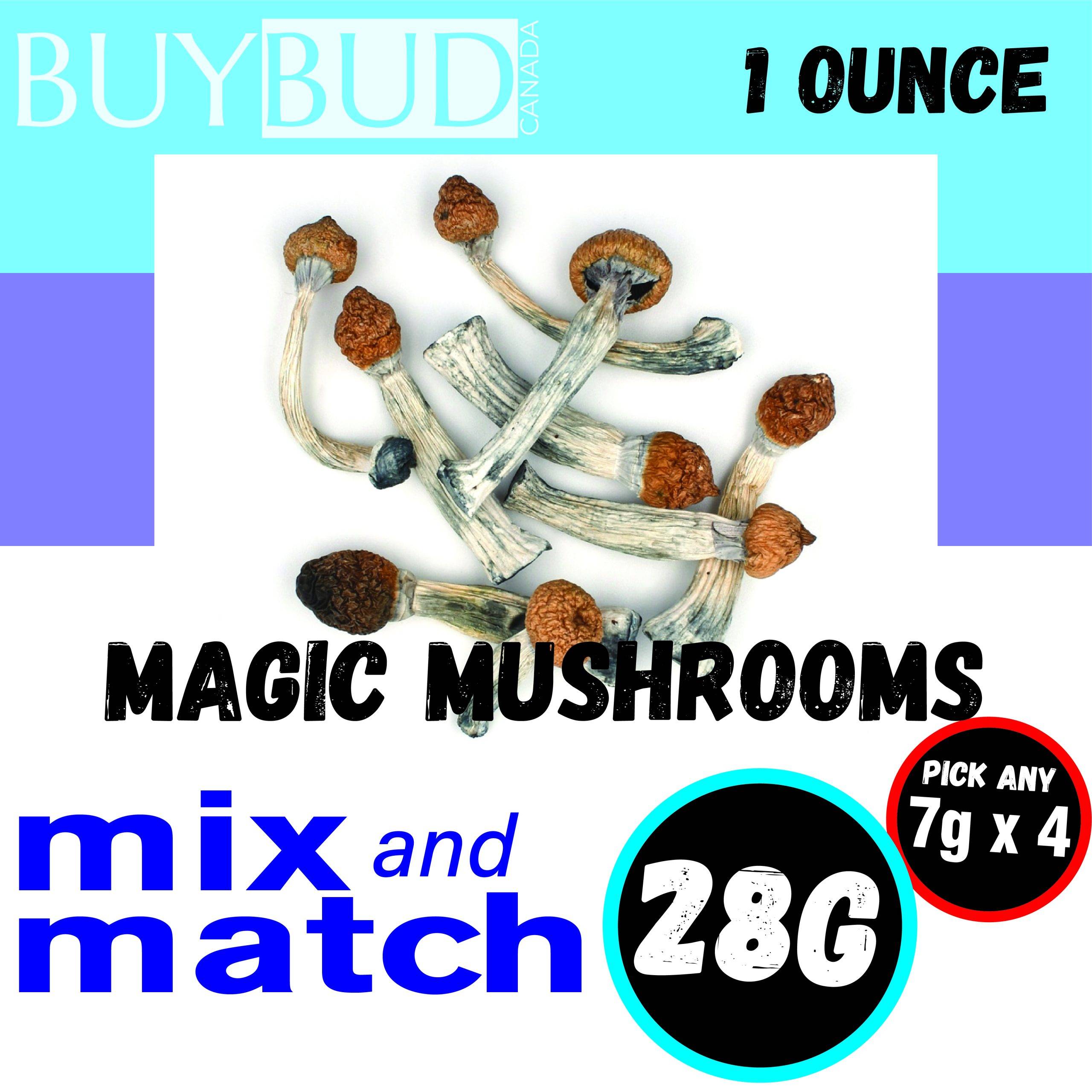 Magic Mushrooms 1 Oz