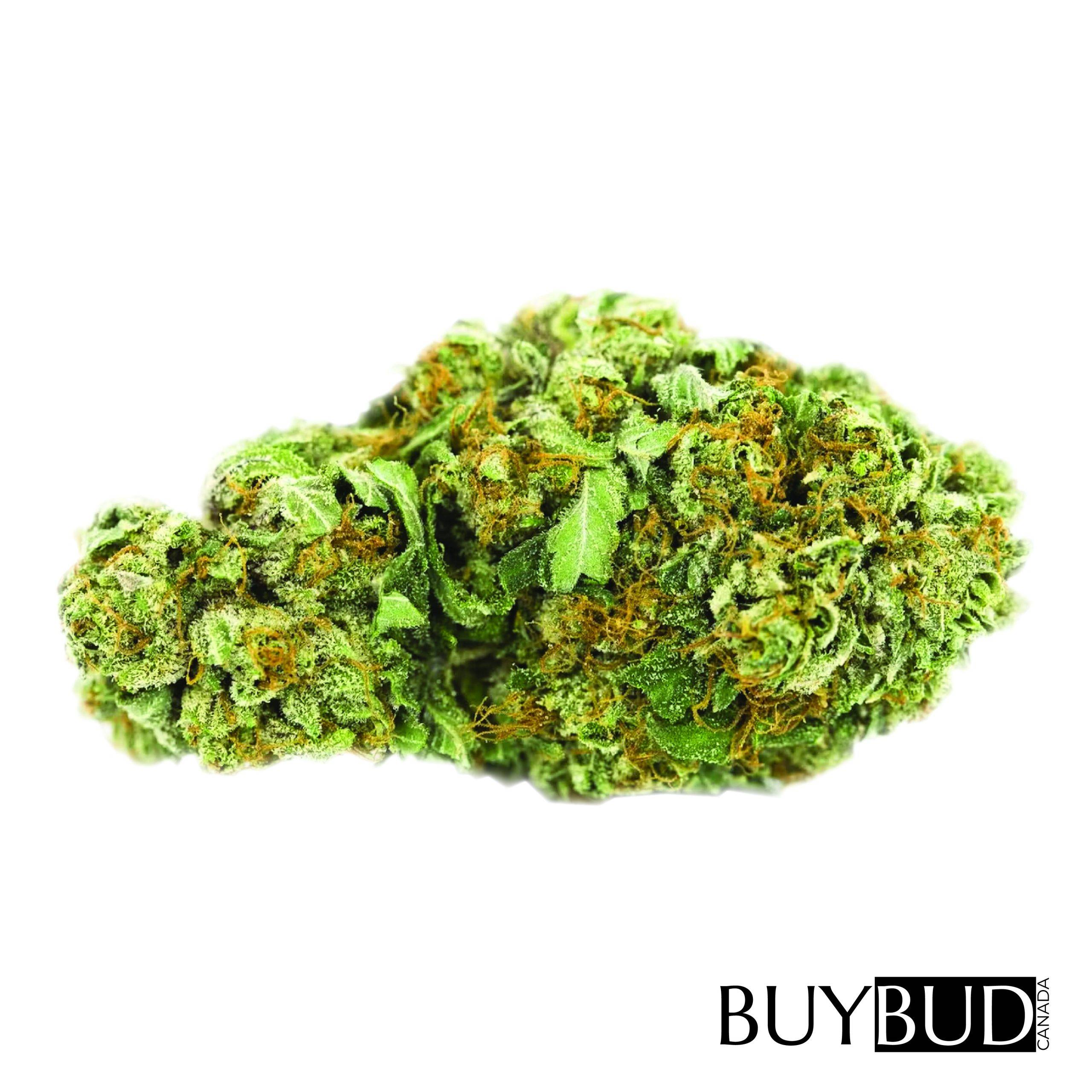 black tuna cannabis