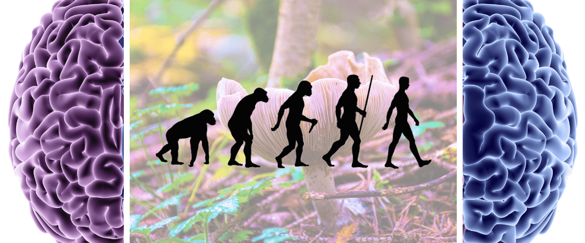 The Ultimate Trip: Did Magic Mushrooms Spark Human Consciousness
