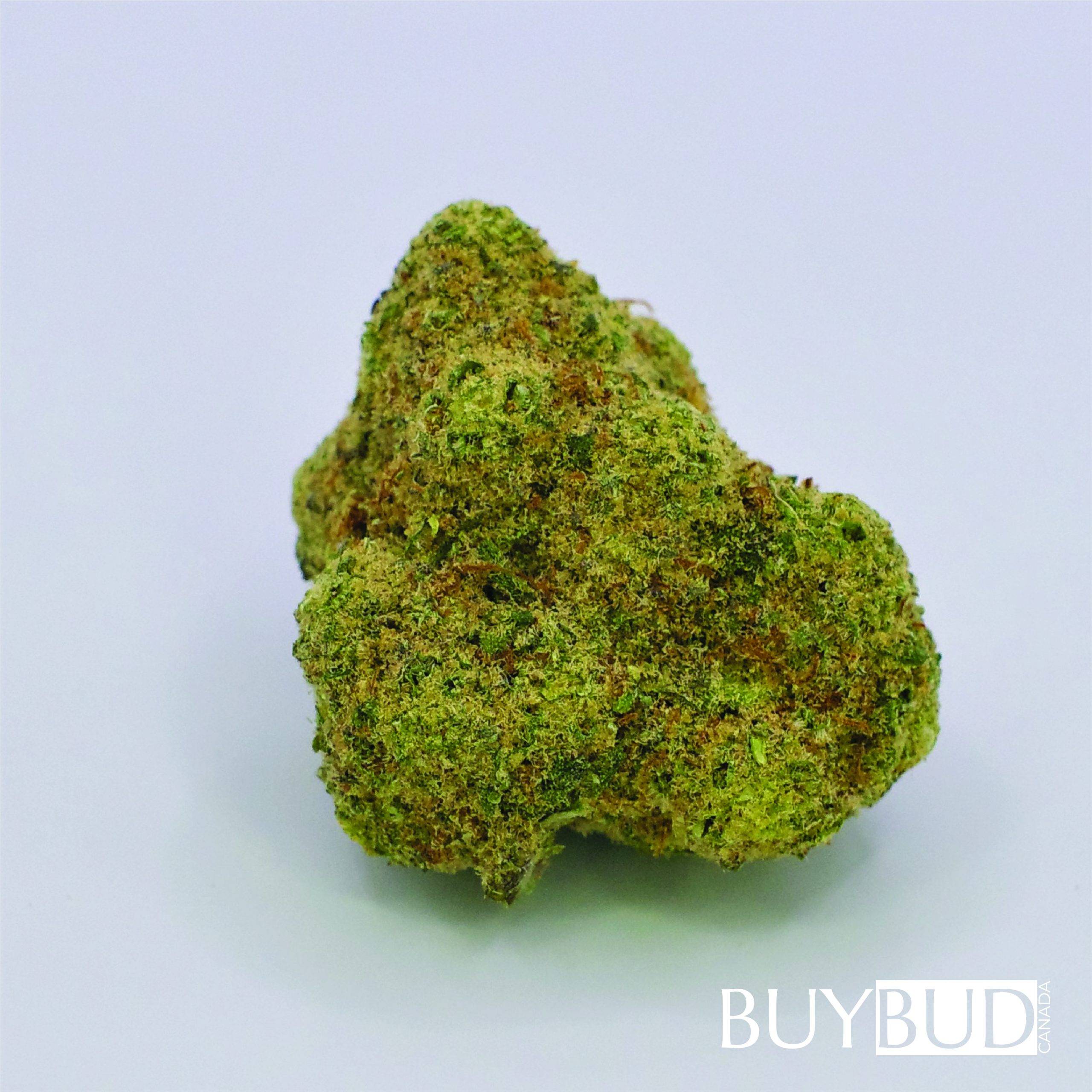 gelato 33 cannabis
