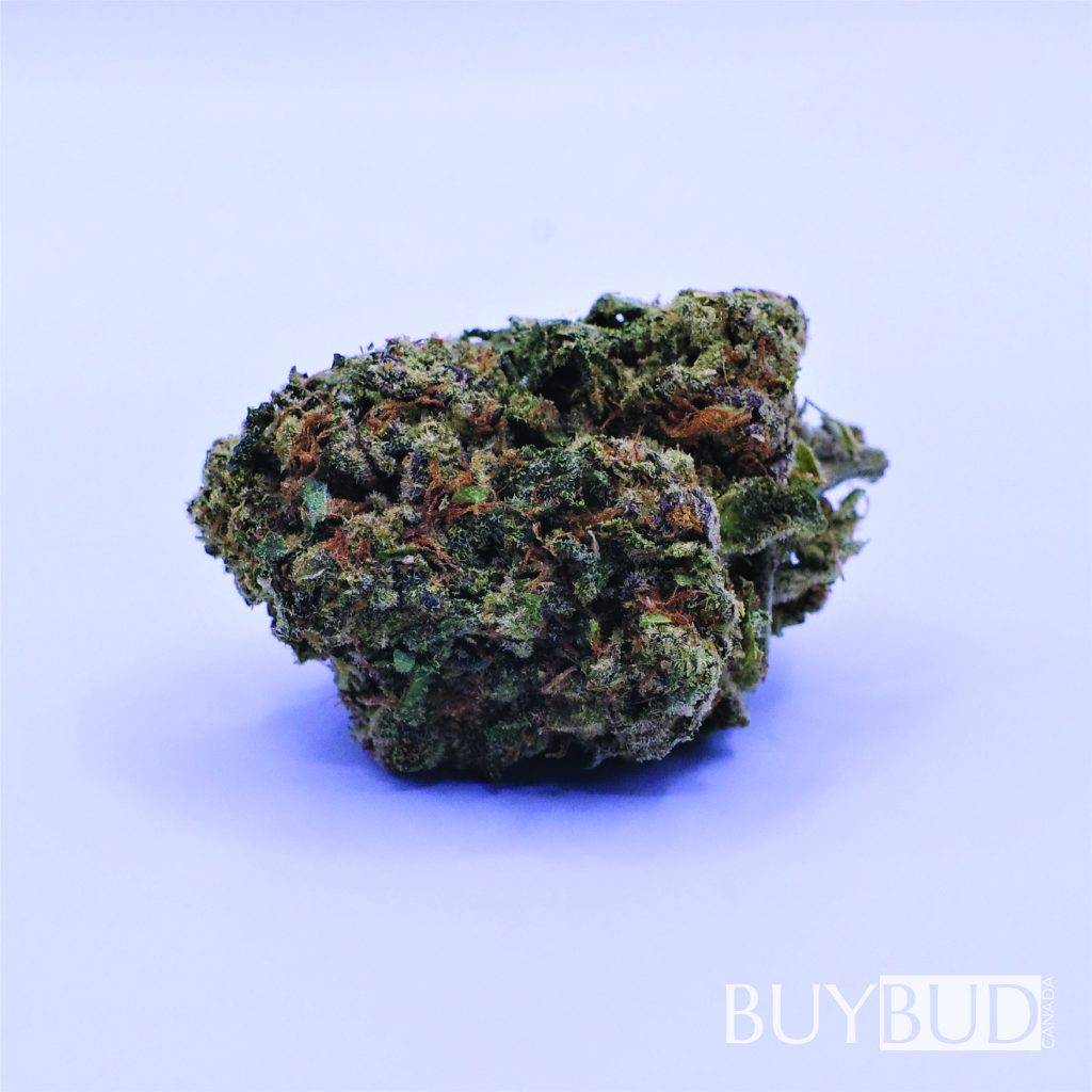 Jet Fuel Cannabis Buy Bud Online Canada Free Gift Every Order Free Shipping Orders Over 120