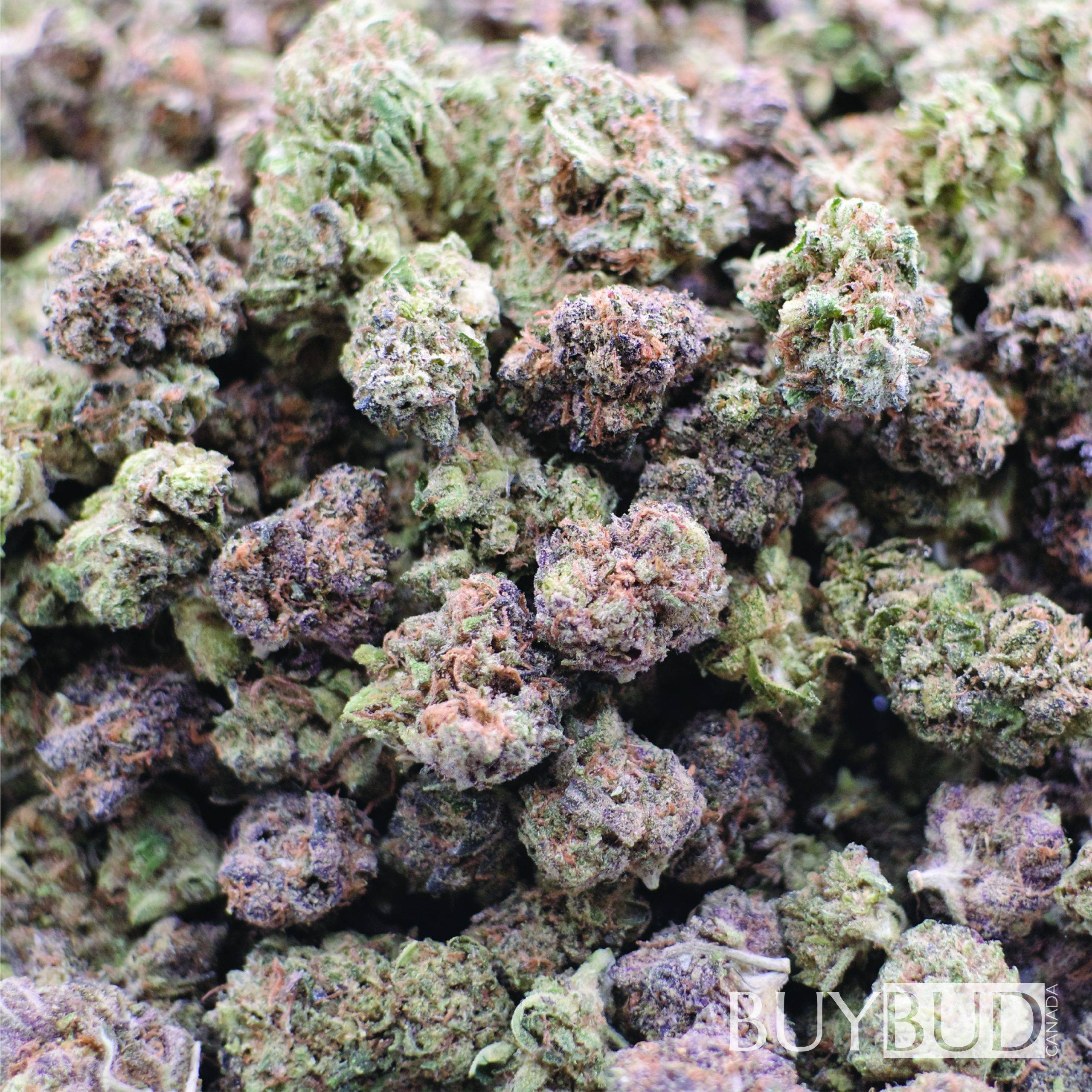 purple punchsicle cannabis