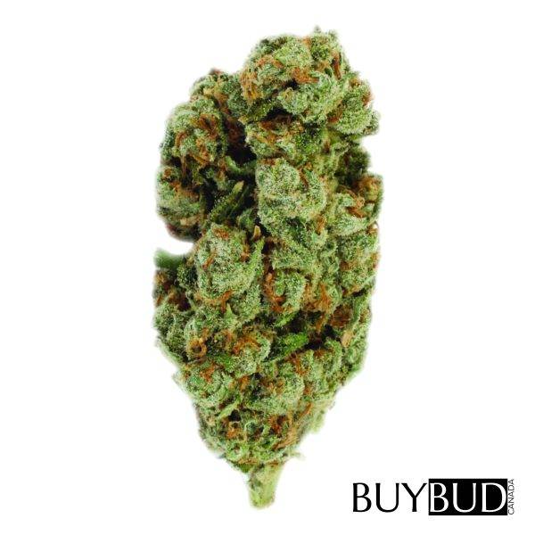 jack haze cannabis