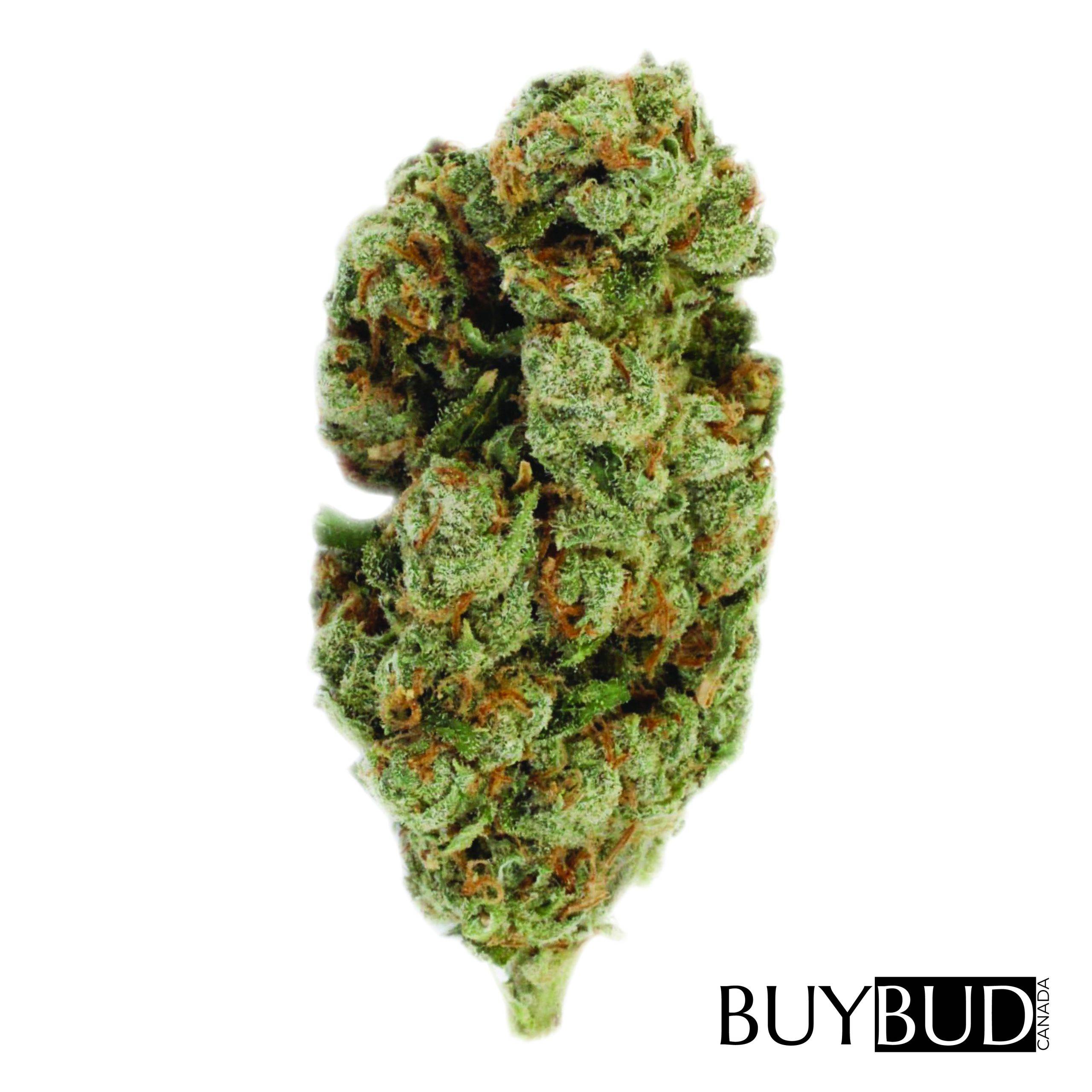 jack haze cannabis