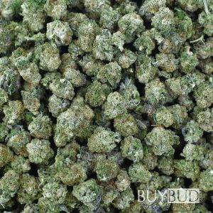 purple kush popcorn cannabis