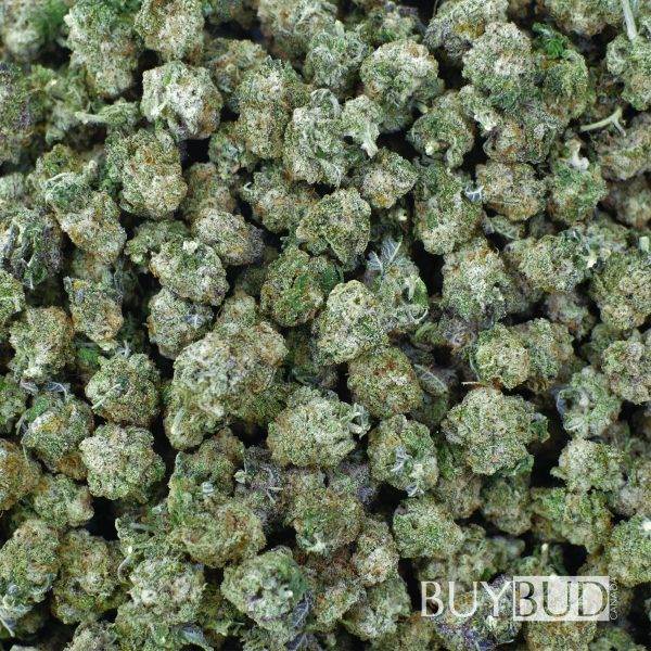 purple kush popcorn cannabis