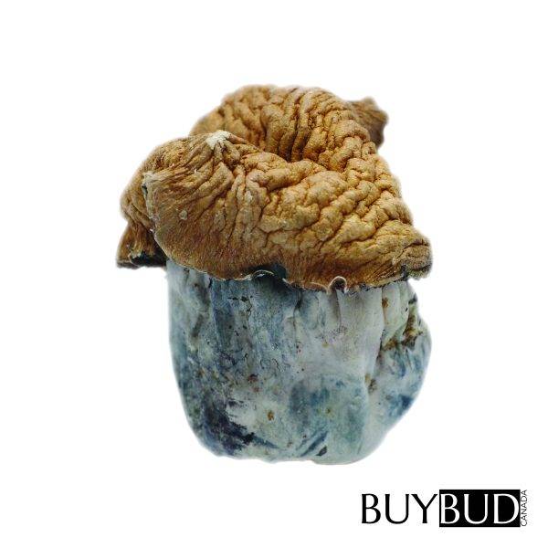 tidal wave magic mushrooms
