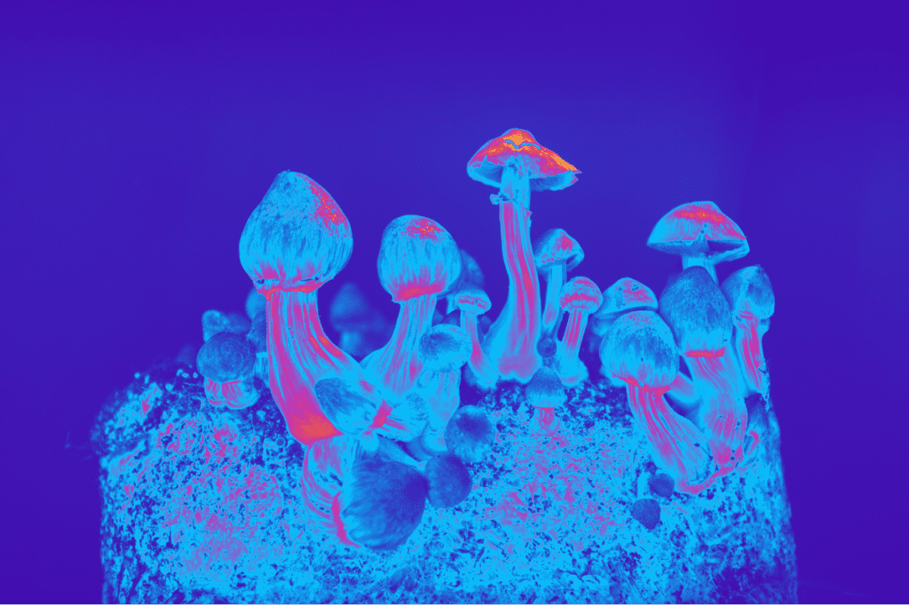 microdosing with shrooms | buy bud canada