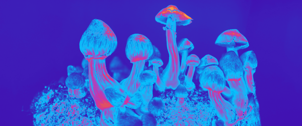 microdosing with shrooms | buy bud canada