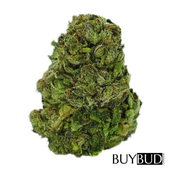 Afghan Hawaiian cannabis