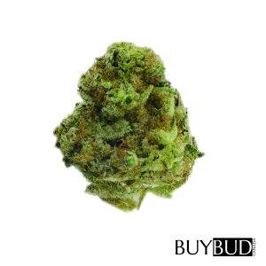 white rhino cannabis