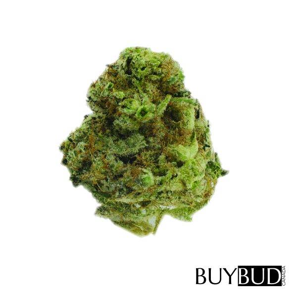 white rhino cannabis