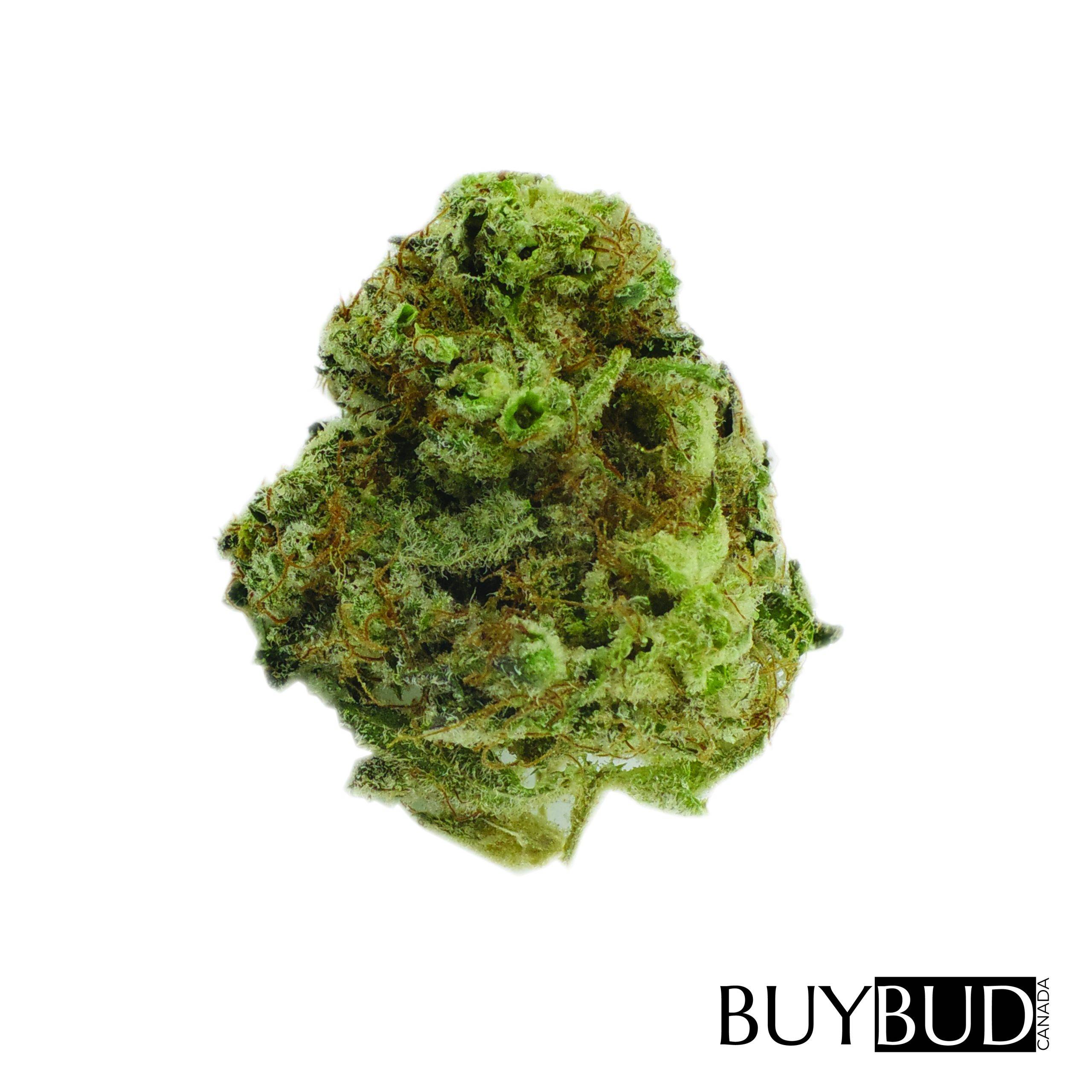 white rhino cannabis