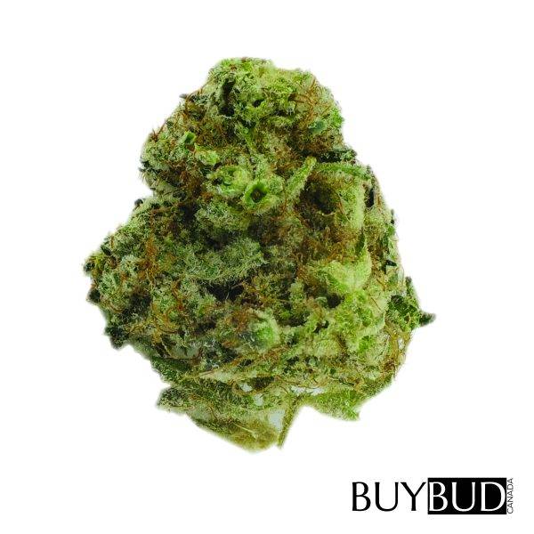 white rhino cannabis