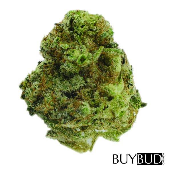 white rhino cannabis