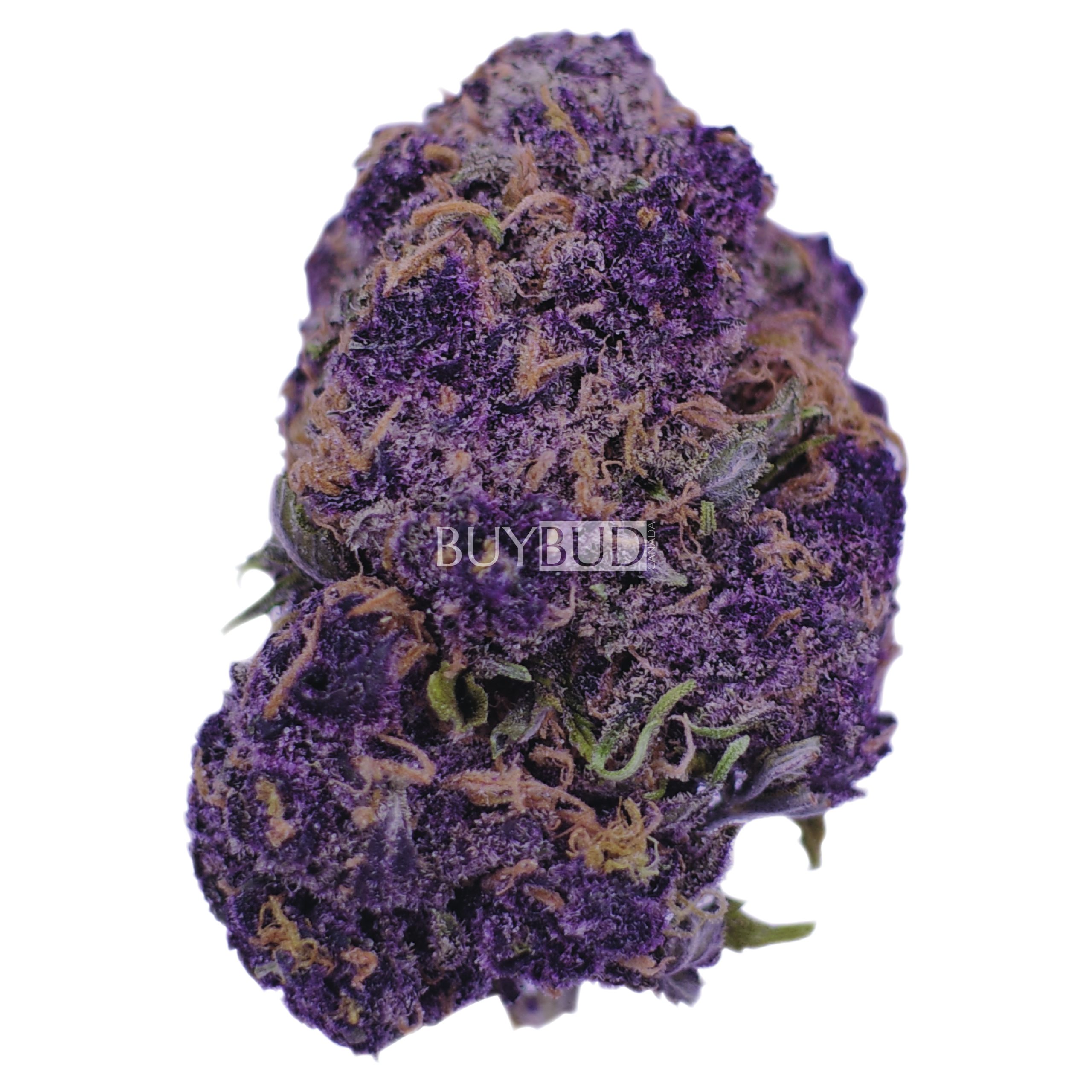 granddaddy purple cannabis