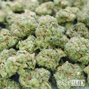 bullrider cannabis