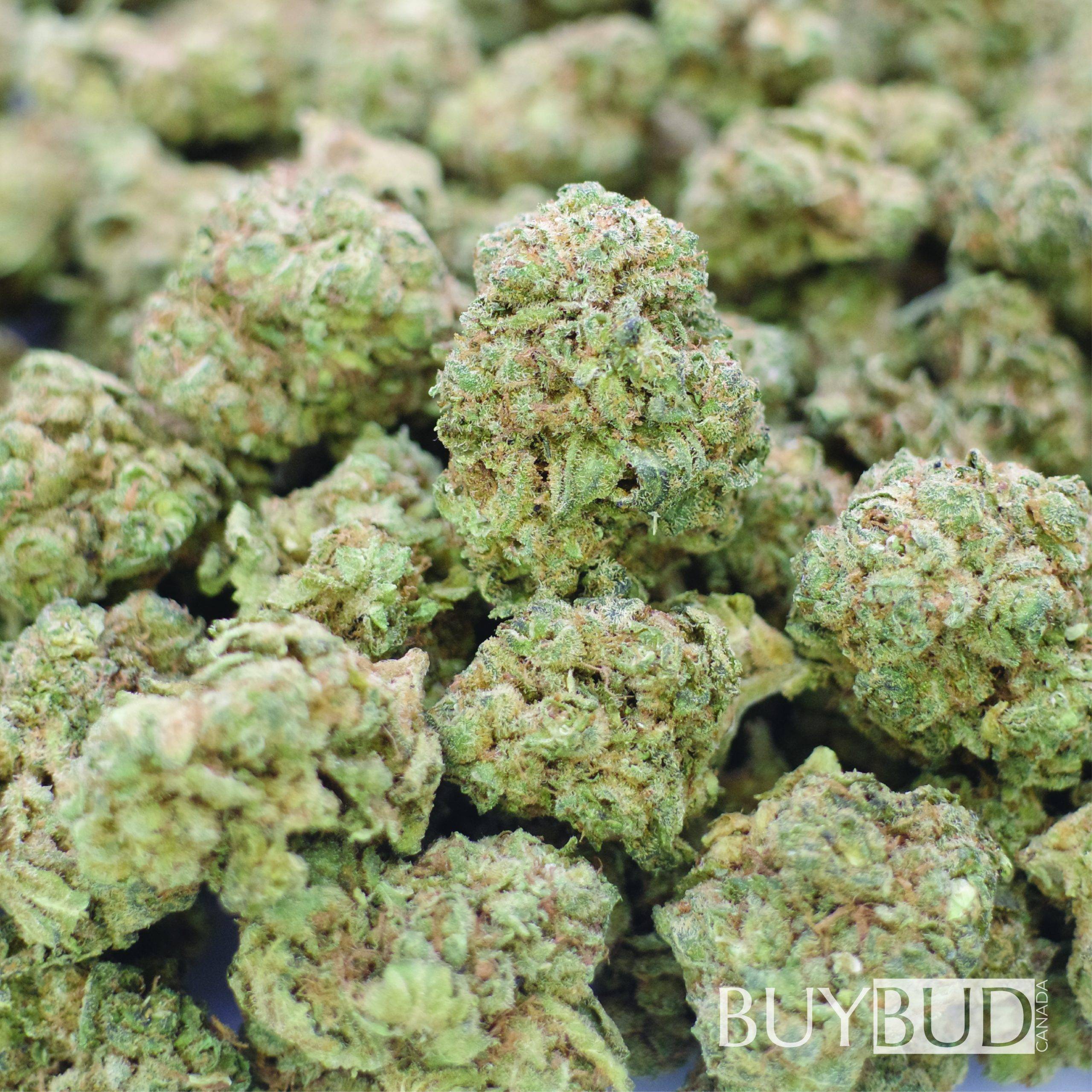 bullrider cannabis