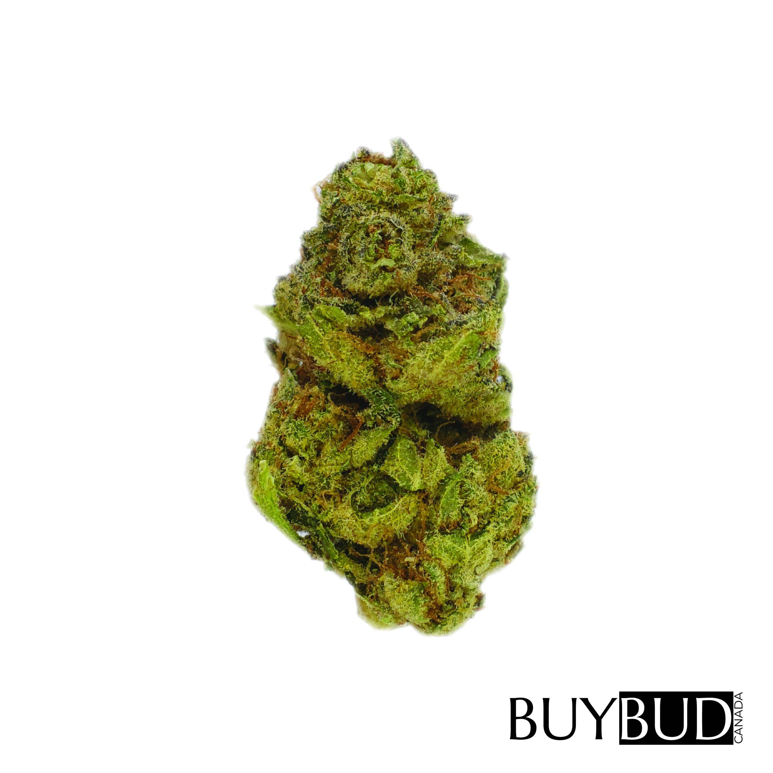 johnny chimpo cannabis