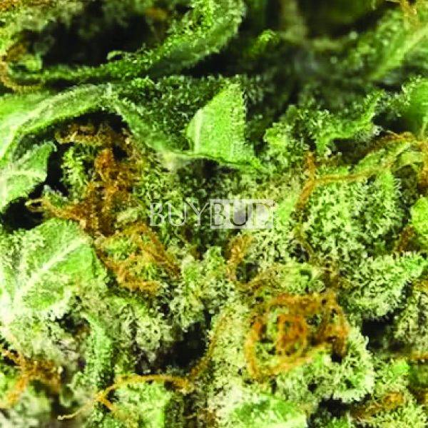 Blue Dream Cannabis