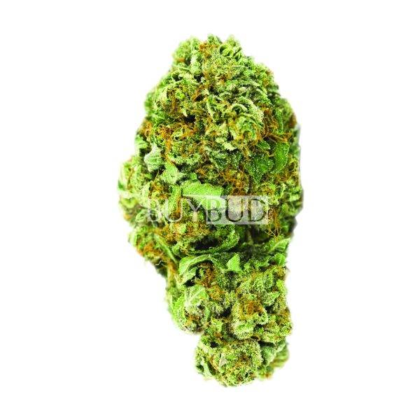 Blue Dream Cannabis