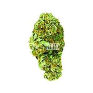 Blue Dream Cannabis