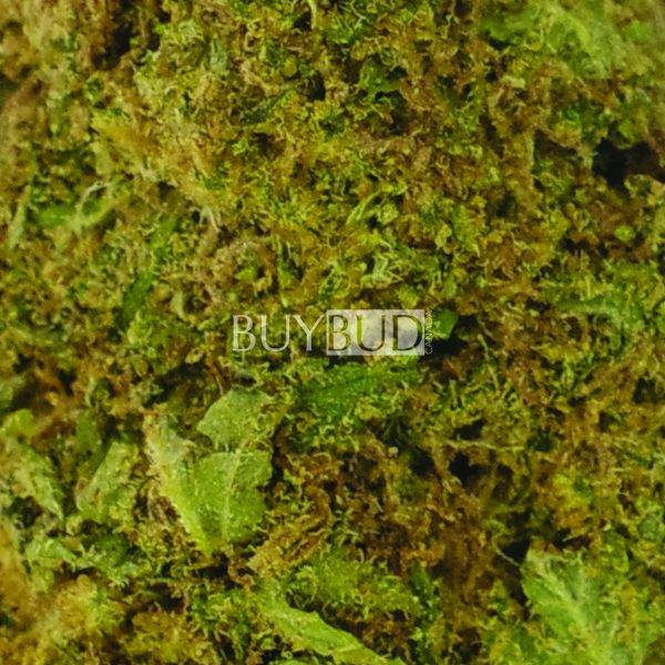 Green Crack Cannabis