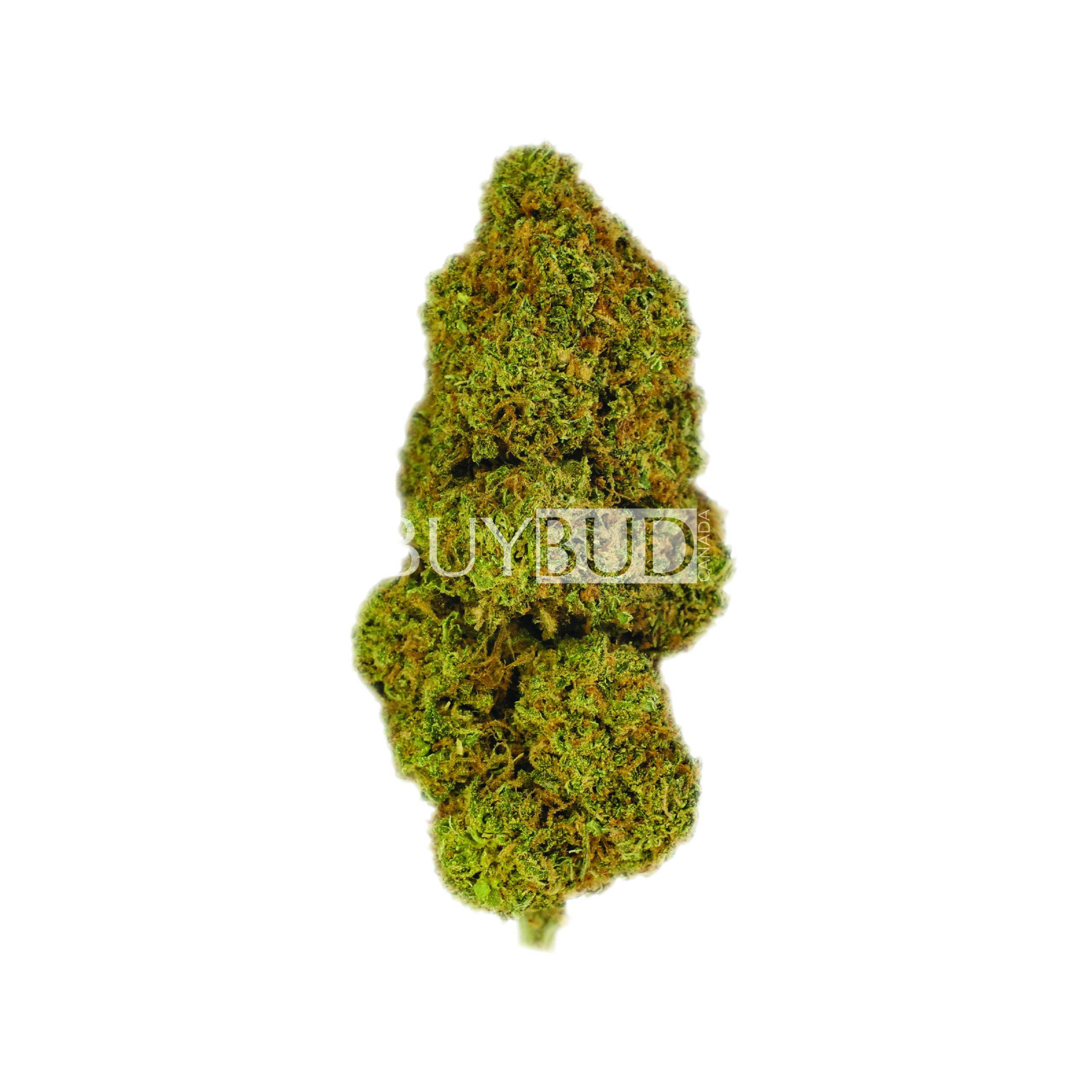 Hawaiian Snow cannabis