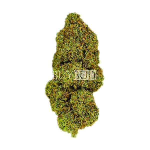 Hawaiian Snow cannabis